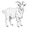 Cute Goat Sketching: Artgerm Style Monochrome Coloring Page