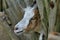 Cute Goat between wooden rungs, closeup