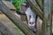 Cute Goat between wooden rungs, closeup