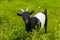 Cute goatling at bright green meadow Kent England