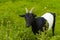 Cute goatling at bright green meadow Kent England