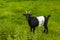 Cute goatling at bright green meadow Kent England