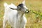 Cute goatling in field. Animal husbandry