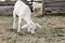 Cute goatling on pasture at farm. Baby animal