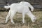 Cute goatling on pasture at farm. Baby animal