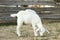 Cute goatling on pasture at farm. Baby animal