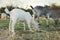 Cute goatling on pasture at farm. Baby animal