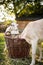 Cute goats on an organic farm