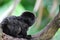 Cute Goeldi`s Marmoset Sitting in a Tree