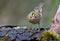 Cute Goldcrest regulus regulus posing with bright crown on lichen branch near a waterpond in forest