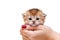 Cute Golden British kitten sitting in a woman`s hand on a white isolated background so looks out of it only his little head