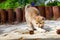 A cute Golden British kitten stretches out walking in the garden