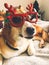 Cute golden dog in christmas festive glasses lying on owner bed  in stylish room. Happy holidays. Festive pets. Funny dog in