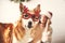Cute golden dog in festive reindeer glasses with antlers looking with funny emotions in christmas lights on background of smiling