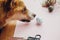 Cute golden dog playing with owner, trying to eat stylish easter egg in room. Lifestyle photo. Adorable dog sniffing easter egg,