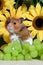 Cute Golden Hamster upright by green grapes and sunflowers in back.