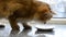 Cute golden kitten of British breed licking fresh milk from a saucer, cat`s face close-up