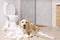 Cute Golden Labrador Retriever playing with toilet paper