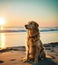 Cute golden labrador retriever at sandy tropical ocean beach in sunset, generative ai