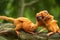 Cute golden lion tamarins with baby