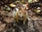 Cute Golden-mantled Ground Squirrel