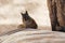 Cute Golden-mantled Ground Squirrel portrait