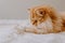 Cute golden persian cat playing with some dried flowers on the bed. Cozy photo of a persian cat. Animal friendly concept