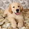 Cute Golden retriever baby silly lying on currency generative AI