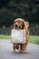 Cute Golden Retriever bags dangling