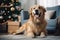 Cute golden retriever dog on carpet. Family relax time. Winter Christmas holidays. Atmospheric moments lifestyle