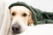 Cute golden retriever dog covered with a green blanket on winter or autumn season. sick or illness concept