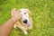 Cute Golden Retriever dog enjoying the owner hands scratching her head