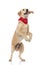 cute golden retriever dog jumping and wearing a red bandana