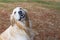 A cute golden retriever dog is looking up with a smile in the forest against the background of fallen conifer needles