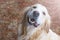 A cute golden retriever dog is looking up with a smile in the forest against the background of fallen conifer needles