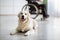 Cute golden retriever dog lying on floor indoors, disabled teen boy in wheelchair at background, selective focus