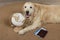 Cute golden retriever lying near passport, tickets and globe on floor at home. Travelling with pet