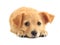 Cute golden retriever mixed-breed puppy