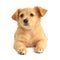 Cute golden retriever mixed-breed puppy
