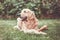 Cute golden retriever playing, eating with bone consists of some pork skin on the huge garden, looking happy, mammal