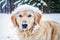 Cute Golden Retriever. Portrait of a beautiful Golden Retriever dog playing in the park. Generative AI