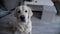 Cute Golden retriever puppy dog portrait indoors footage.