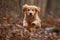 Cute Golden Retriever Puppy Fly in Air During a Playful Jump extreme closeup. Generative AI