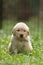 Cute golden retriever puppy with funny expression