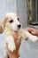 Cute golden retriever puppy in hand of female looking a side, outside close up