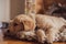 Cute golden retriever puppy lying on a comfortable dog cushion pillow