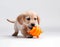 Cute golden retriever puppy playing with pet toy. Generative AI