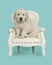 Cute golden retriever puppy sitting on a white chair on a turquoise blue background