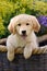 Cute Golden Retriever puppy in a wicker basket