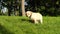 Cute golden retriever yellow labrador puppy on leash sitting played on lawn with green grass.